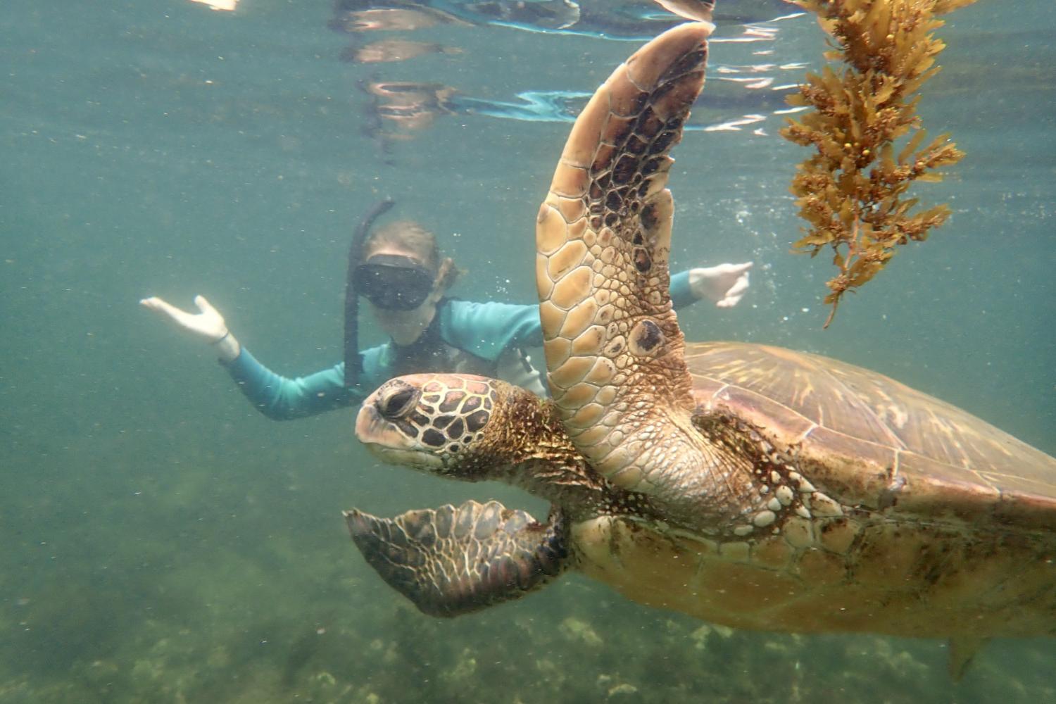 一名<a href='http://0edl.cheepezemail.com'>全球十大赌钱排行app</a>学生在Galápagos群岛游学途中与一只巨龟游泳.